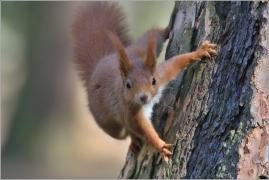 <p>VEVERKA OBECNÁ (Sciurus vulgaris) /Red squirrel - Eichhörnchen/</p>